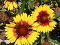 Close up of a gorgeous two yellow red sunflowers surrounded by greenery Royalty Free Stock Photo