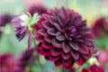 A close up gorgeous velvet flower named dahlia with perfect shaped petals of all possible wine-colors undertones.