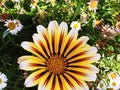 Close up of a gorgeous yellow red and white flower surrounded by greenery Royalty Free Stock Photo