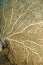 Close-up of a Gorgonian fan coral.