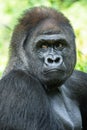 Close up the gorilla