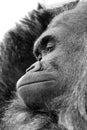 Close up of gorilla with expressive face Royalty Free Stock Photo