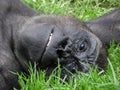 Close up of a Gorilla face as it lounges in the Grass