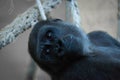 Close-up of gorilla head in rope hammock