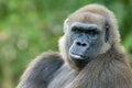 Close-up of a gorilla Royalty Free Stock Photo