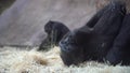 Gorilla relaxed and thoughtful in the zoo