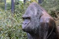 Close Up Gorilla Statue At Amsterdam The Netherlands 8-11-2022