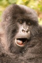 Close-up of gorilla yawning with mouth open