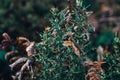 Jaggy gorse bush in Scotland in autumn