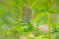 gossamer-winged butterfly