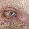 Close-up of Gottingen minipig eye Royalty Free Stock Photo