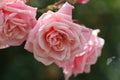 Close-up Gourgeous luxury bouquet of pink rose from organic garden, flower in bloom Royalty Free Stock Photo