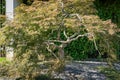 Close -up of Graceful Acer Palmatum Dissectum on decorative wall with fountain in Japanese courtyard in City park Krasnodar