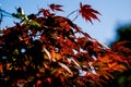Close-up of graceful red leaves of Japanese Maple Acer Royalty Free Stock Photo