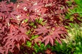 Close-up of graceful red leaves of Japanese Maple, Acer palmatum Atropurpureum tree with purple leaves