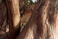 Close up of graceful, wavy, smooth and rough bark textures on sun lit tree trunks for background texture Royalty Free Stock Photo