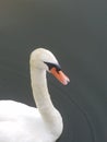 Close Up of a Graceful White Swan on a Lake Royalty Free Stock Photo