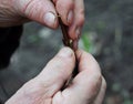 Close up on grafting tree branches. Grafting fruit trees step by step.