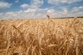 Close up of grain field Royalty Free Stock Photo