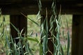 Close up of grain oats growing in sunlight