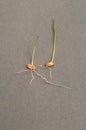 Close up of grain of Wheat sprouting