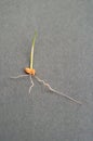 Close up of grain of Wheat sprouting