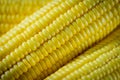 Close-up grains of ripe corn. Royalty Free Stock Photo