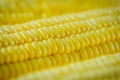 Close-up grains of ripe corn. Royalty Free Stock Photo