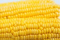 Close up grains of ripe corn Royalty Free Stock Photo