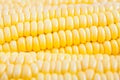Close up grains of ripe corn Royalty Free Stock Photo