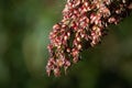 Close-up of the grains of ripe millet still attached to the plant. The millet is ripe. The grains are red. The background is green