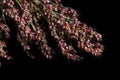 Close-up of the grains of ripe millet still attached to the plant. The millet is ripe. The grains are red. The background is dark