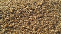 Close up of grains of sand on the sandy beach