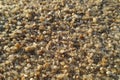 Close up of grains of sand on the sandy beach