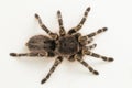 Grammostola pulchripes golden knee Tarantura on white background. Royalty Free Stock Photo