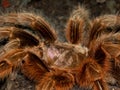 Close up of a grammostola rosea Royalty Free Stock Photo