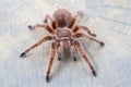 Close up of Grammostola rosea red on wooden surface. Royalty Free Stock Photo