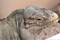 Grand Cayman Blue Iguana, Phoenix Zoo, Arizona Center for Nature Conservation, Phoenix, Arizona, United States Royalty Free Stock Photo