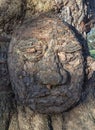 Close-up of The grandfather tree. The tree looks like human\'s face