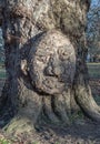 Close-up of The grandfather tree. The tree looks like human\'s face