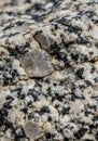 Close-up of a granite rock surface, displaying a coarse-grained texture. It features Royalty Free Stock Photo