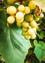Close up of grape fruits Royalty Free Stock Photo
