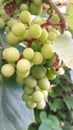 Close up of grape fruits Royalty Free Stock Photo