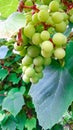 Close up of grape fruits Royalty Free Stock Photo