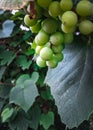 Close up of grape fruits Royalty Free Stock Photo