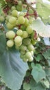 Close up of grape fruits Royalty Free Stock Photo