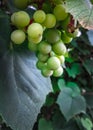 Close up of grape fruits Royalty Free Stock Photo
