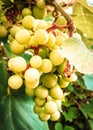 Close up of grape fruits Royalty Free Stock Photo