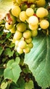 Close up of grape fruits Royalty Free Stock Photo