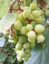 Close up of grape fruits Royalty Free Stock Photo